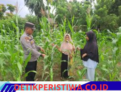 Bhabinkamtibmas Polsek Bangkinang Barat Monitor Lahan Ketahanan Pangan Desa Pulau Jambu