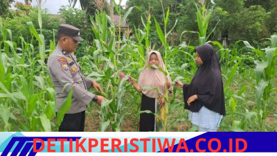 Bhabinkamtibmas Polsek Bangkinang Barat Monitor Lahan Ketahanan Pangan Desa Pulau Jambu