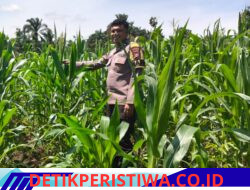 Bukan Hanya untuk Jaga Keamanan, Polsek Bangkinang Barat Terus Pantau Perkembangan Jagung di Desa Siabu