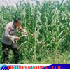 Kapolsek Bangkinang Barat Turun Lansung Cek Perkembangan Pertumbuhan Jagung di Lahan PT Simas Sawit Aliantan