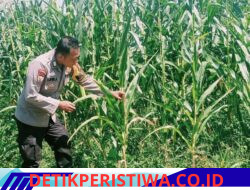 Kapolsek Bangkinang Barat Turun Lansung Cek Perkembangan Pertumbuhan Jagung di Lahan PT Simas Sawit Aliantan