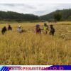 Turun ke Sawah, Babinsa Adang Sukmana Bantu Panen Padi Warga di Kecamatan Linge