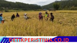 Turun ke Sawah, Babinsa Adang Sukmana Bantu Panen Padi Warga di Kecamatan Linge
