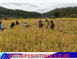 Turun ke Sawah, Babinsa Adang Sukmana Bantu Panen Padi Warga di Kecamatan Linge