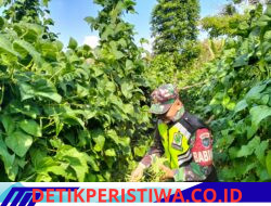 Babinsa Koramil 08/Silih Nara Dampingi Petani Panen Buncis, Dukung Ketahanan Pangan Nasional