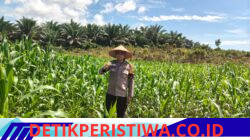 Langkah Nyata Dukung Program Ketahan Pangan Personel Polsek Bangkinang Barat Terus Pantau Jagung Desa Siabu