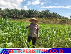 Langkah Nyata Dukung Program Ketahan Pangan Personel Polsek Bangkinang Barat Terus Pantau Jagung Desa Siabu