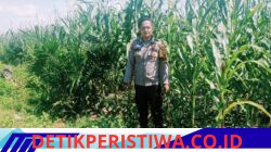 Polsek Bangkinang Barat Terus Lakukan Pendampingan Pemeliharaan Tanaman Jagung Pipil di Desa Salo Timur