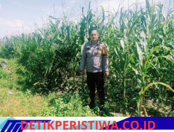Polsek Bangkinang Barat Terus Lakukan Pendampingan Pemeliharaan Tanaman Jagung Pipil di Desa Salo Timur