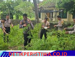 Sukses Manfaatkan Lahan Kosong di Area Kantor, Polsek Manggis Panen Ubi dan Cabe 