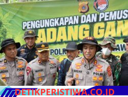 Polres Lhokseumawe Musnahkan Ladang Ganja 2 Hektare di Sawang, Dua Pelaku Diamankan