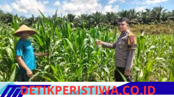 Langkah Nyata Dukung Program Ketahanan Pangan Polsek Bangkinang Barat Terus Pantau Perawatan Jagung