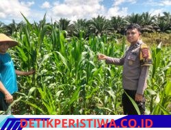 Langkah Nyata Dukung Program Ketahanan Pangan Polsek Bangkinang Barat Terus Pantau Perawatan Jagung