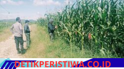 Aktifnya Polsek Bangkinang Barat Perawatan Tanaman Jagung Desa Batu Langkah Kecil Jaga Stabilitas Dukung Program Ketahanan Pangan