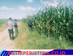 Aktifnya Polsek Bangkinang Barat Perawatan Tanaman Jagung Desa Batu Langkah Kecil Jaga Stabilitas Dukung Program Ketahanan Pangan