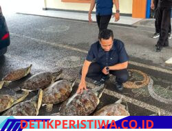 Ditpolairud Polda Bali Berhasil Gagalkan Penyelundupan 21 Ekor Penyu Hijau, Di Buleleng