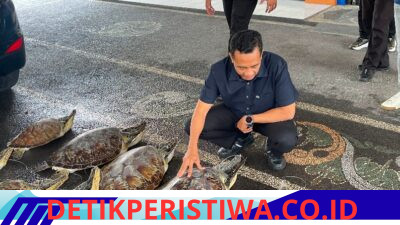 Ditpolairud Polda Bali Berhasil Gagalkan Penyelundupan 21 Ekor Penyu Hijau, Di Buleleng