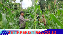 Polsek Bangkinang Barat Cek Perkembangan dan Perawatan Tanaman Jagung Desa Pulau Jambu