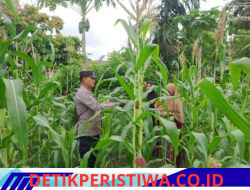 Polsek Bangkinang Barat Cek Perkembangan dan Perawatan Tanaman Jagung Desa Pulau Jambu