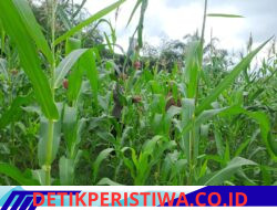 Rutinnya Bhabinkamtibmas Polsek Bangkinang Barat Dukung Program Ketahanan Pangan Nasional