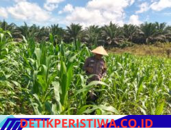 Prioritas Ketahanan Pangan Personel Polsek Bangkinang Barat Terus Pantau Cek Perkembangan Jagung Desa Siabu