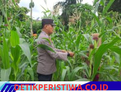 Polsek Bangkinang Barat Sambangi Petani Pemelihara Pertumbuhan Jagung Desa Pulau Jambu