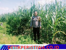 Personel Polsek Bangkinang Terus Cek dan Pantau Perkembangan Pertumbuhan Jagung di PT Simas Sawit Aliantan