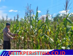 Langka Nyata Polri Dukung Asta Cita, Polsek Bangkinang Barat terus Pantau Perkembangan Jagung Pipil Desa Salo Timur