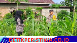 Polsek Bangkinang Barat Sambang Petani jaga Perkembangan dan Perawatan Tanaman Jagung