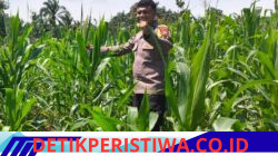 Polsek Bangkinang Barat Cek Rutin Pertumbuhan Jagung di Siabu, Dukung Ketahanan Pangan