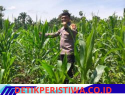 Polsek Bangkinang Barat Cek Rutin Pertumbuhan Jagung di Siabu, Dukung Ketahanan Pangan