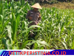 Dukung Ketahanan Pangan, Personel Polsek Bangkinang Barat Bantu Petani Rawat Jagung Pipil