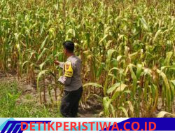 Polsek Bangkinang Barat Cek Lahan Jagung Ketahanan Pangan di Desa Salo Timur