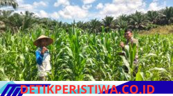Bentuk Nyata Sukseskan Swasembada Pangan, Polsek Bangkinang Barat Pantau Rutin Perkembangan Jagung Desa Siabu