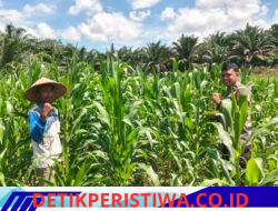 Bentuk Nyata Sukseskan Swasembada Pangan, Polsek Bangkinang Barat Pantau Rutin Perkembangan Jagung Desa Siabu