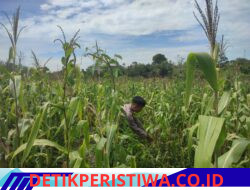 Tingkatkan Ketahan Pangan, Personel Polsek Bangkinang Barat Rutin Cek Perkembangan Jagung Wilayah Hukumnya