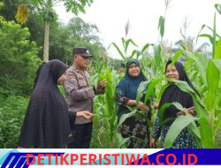 Bhabinkamtibmas Pulau Jambu dan Empat Balai Monitoring Pertumbuhan Jagung Pipil Swadaya Kelompok Tani Wanita Marabuntha