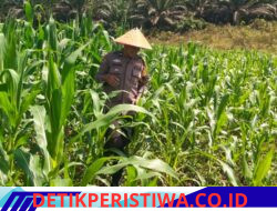 Nyata Dukung Program Asta Cita Polsek Bangkinang Barat Rutin Rawat Jagung Pipil Desa Siabu