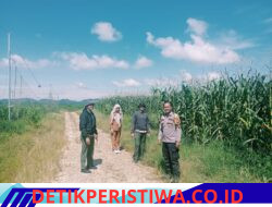 Rawat dan Cek Perkembangan Jagung Lahan PT Simas Sawit Aliantan Polsek Bangkinang Barat Dukung Ketahanan Pangan Nasional 2026