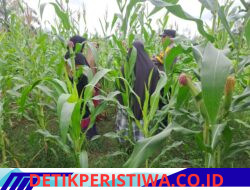 Bhabinkamtibmas Polsek Bangkinang Barat Terus Lakukan Pendampingan Petani Sukses Swasembada Pangan Nasional 2026 Desa Pulau Jambu