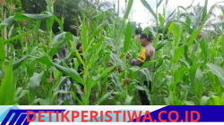 Personel Bhabinkamtibmas Polsek Bangkinang Barat Terus Monitoring Perawatan Tanaman Jagung Wujud Swasembada Pangan Nasional