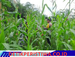 Personel Bhabinkamtibmas Polsek Bangkinang Barat Terus Monitoring Perawatan Tanaman Jagung Wujud Swasembada Pangan Nasional