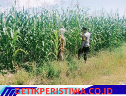 Aktif Perawatan Pertumbuhan Jagung Wujud Nyata Swasembada Pangan Polsek Bangkinang Barat Terus Dampingi Petani