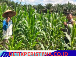 Wujudkan Swasembada Ketahanan Pangan, Personel Polsek Bangkinang Barat Terus Dampingi Kelompok Tani Rawat Jagung Pipil