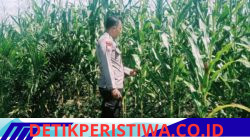 Sukseskan Program Asta Cita Personel Polsek Bangkinang Barat Prioritaskan Tanaman Jagung Lahan PT Simas Sawit Aliantan