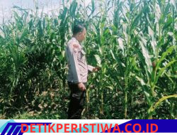 Sukseskan Program Asta Cita Personel Polsek Bangkinang Barat Prioritaskan Tanaman Jagung Lahan PT Simas Sawit Aliantan