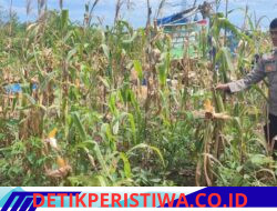 Monitor Perawatan Pertumbuhan Jagung Desa Salo Timur Terus di Pantau oleh Personel Polsek Bangkinang Barat Wujud Program Asta Cita 2026