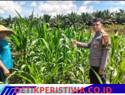 Cek Perkembangan dan Pemelihara Tanaman Jagung Desa Siabu Polsek Bangkinang Barat Wujudkan Program Asta Cita