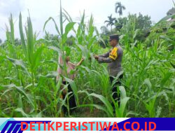 Wujudkan Swasembada Pangan Nasional Bhabinkamtibmas Polsek Bangkinang Barat Sambangi Kelompok Wanita Tani Rawat Pertumbuhan Jagung