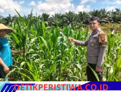 Personel Polsek Bangkinang Barat Optimalkan Pertumbuhan Jagung Desa Siabu Dukung Swasembada Pangan